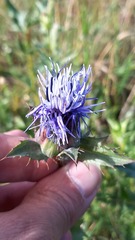 Carthamus caeruleus