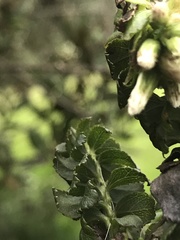 Baccharis bogotensis