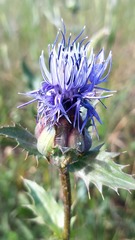 Carthamus caeruleus