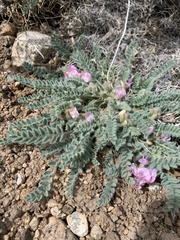 Astragalus parryi