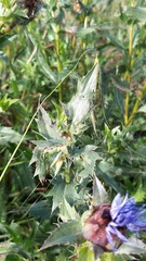 Carthamus caeruleus