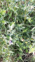 Carthamus caeruleus