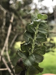 Baccharis bogotensis