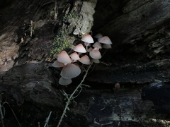 Mycena mariae