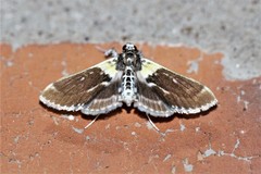 Apilocrocis novateutonialis