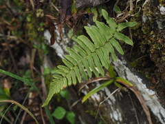 Dryopteris subatrata