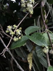 Clematis haenkeana
