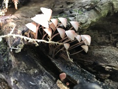 Mycena mariae