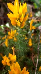 Ulex densus