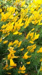 Ulex densus