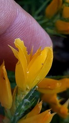 Ulex densus