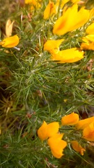 Ulex densus