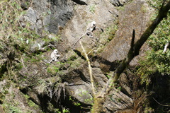 Semnopithecus schistaceus