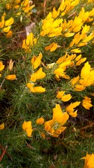 Ulex densus