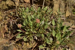 Eriogonum compositum compositum