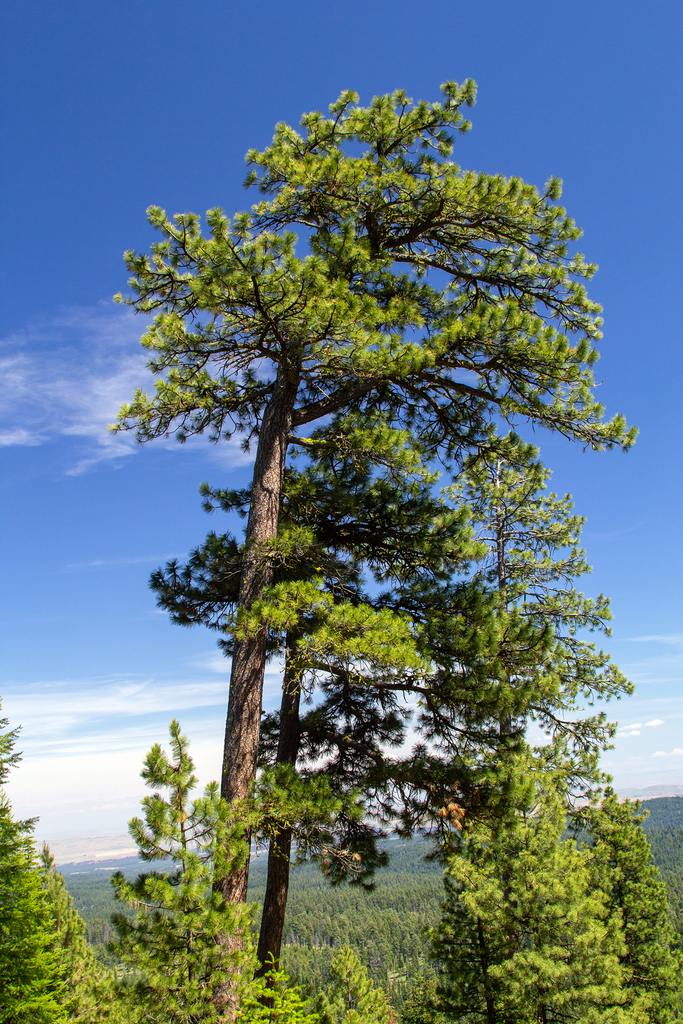 Ponderosa pine