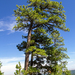 Ponderosa Pine - Photo (c) mattstrieby, some rights reserved (CC BY-NC)