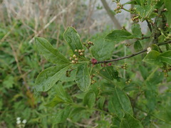 Euonymus europaeus