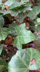 Hedera helix