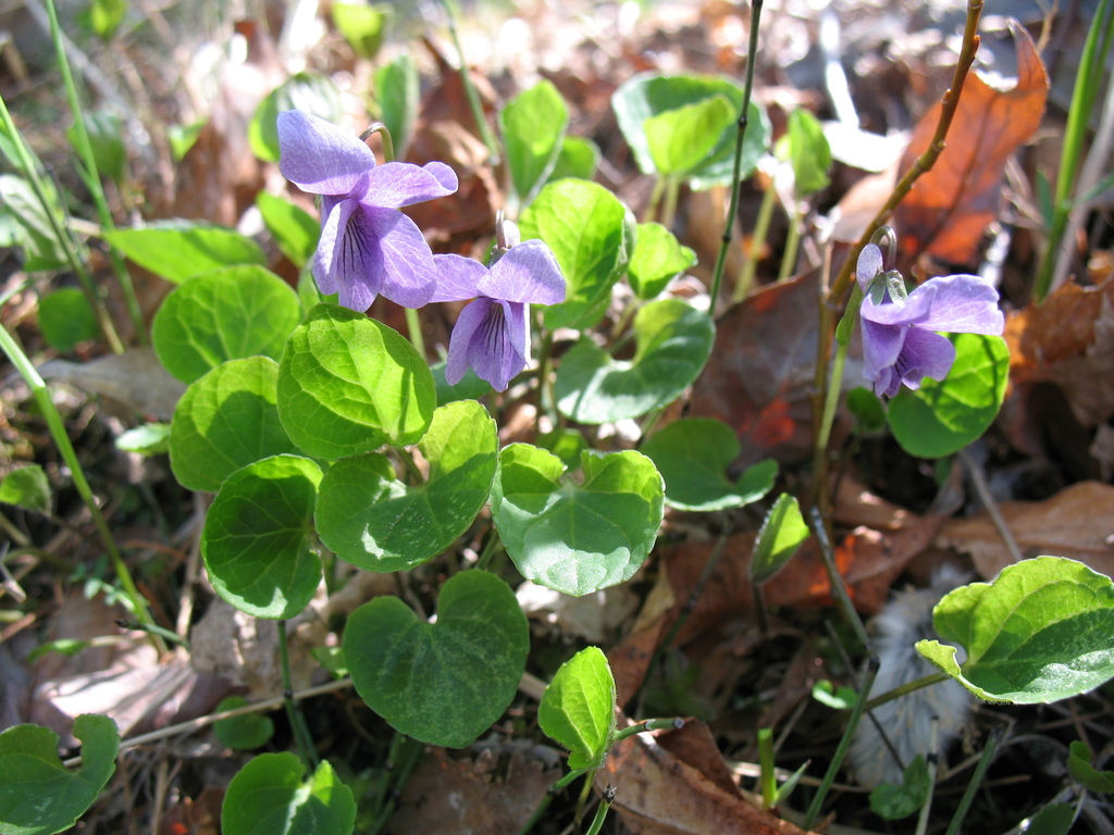 dwarf marsh violet from Ольхонский р-н, Иркутская обл., Россия on May ...