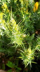 Ulex densus