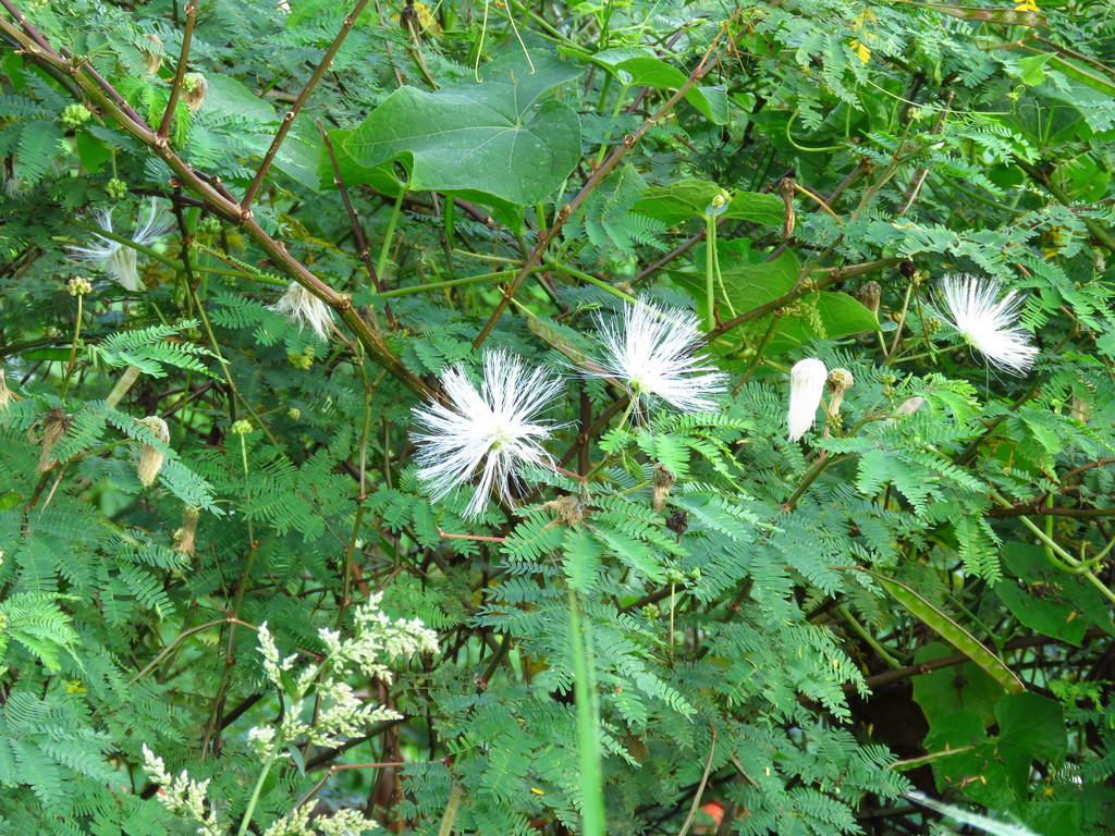 Zapoteca tetragona