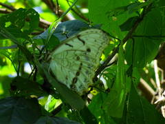 Morpho polyphemus