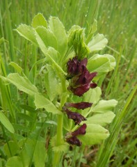 Vicia serratifolia