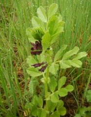 Vicia serratifolia