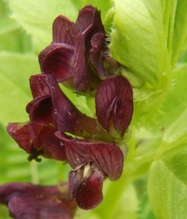 Vicia serratifolia