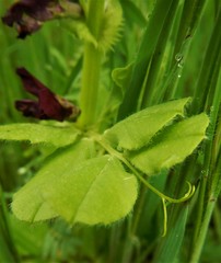 Vicia serratifolia