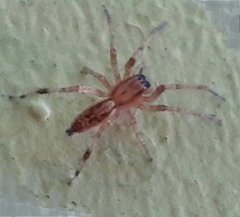 Araneae