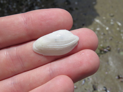 Petricola dactylus