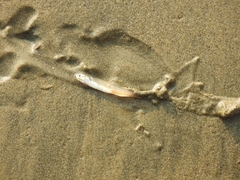 Silverstripe Anchovy photo 3