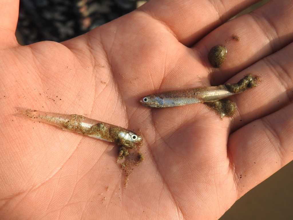 Silverstripe Anchovy