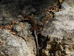 Aspidoscelis guttatus