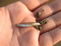 Silverstripe Anchovy photo 2