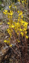 Petrosedum amplexicaule