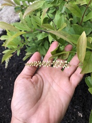 Itea