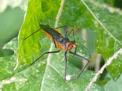 Repipta fuscipes