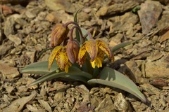Fritillaria glauca