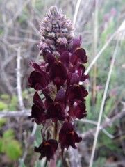 Linaria aeruginea