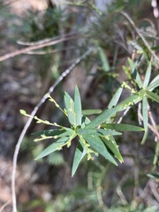 Leucopogon pimeleoides