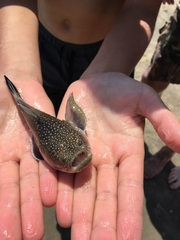 Astroscopus y-graecum