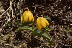 Fritillaria glauca