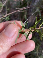 Leucopogon pimeleoides