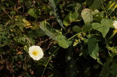 Ipomoea microsepala
