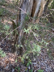 Leucopogon pimeleoides