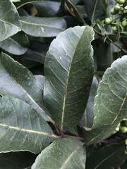 Zanthoxylum quinduense