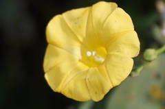 Ipomoea microsepala